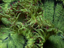 Carregar imagem no visualizador da galeria, Catalaphyllia jardinei “Full Color” – WYSIWYG