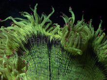 Carregar imagem no visualizador da galeria, Catalaphyllia jardinei “Full Color” – WYSIWYG