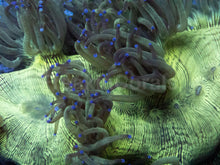 Carregar imagem no visualizador da galeria, Catalaphyllia jardinei – WYSIWYG