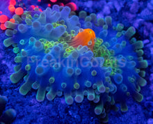 Carregar imagem no visualizador da galeria, Ricordea yuma – Pick Your Own – WYSIWYG Selection