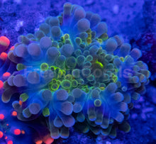 Carregar imagem no visualizador da galeria, Ricordea yuma – Pick Your Own – WYSIWYG Selection