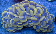 Carregar imagem no visualizador da galeria, Plerogyra sinuosa “Golden Orb XL”