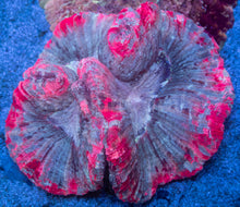 Carregar imagem no visualizador da galeria, Trachyphyllia geoffroyi “Aurora Heart Rainbow”