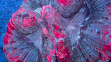 Carregar imagem no visualizador da galeria, Trachyphyllia geoffroyi “Aurora Heart Rainbow”