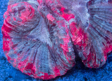 Carregar imagem no visualizador da galeria, Trachyphyllia geoffroyi “Aurora Heart Rainbow”
