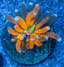 Carregar imagem no visualizador da galeria, Euphyllia glabrescens “Golden Tiger Torch”