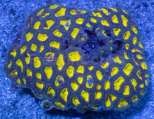 Carregar imagem no visualizador da galeria, Favia spec. “Neon Halo Colony” XL Size