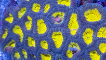 Carregar imagem no visualizador da galeria, Favia spec. “Neon Halo Colony” XL Size