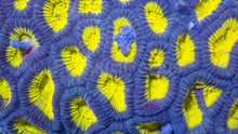 Carregar imagem no visualizador da galeria, Favia spec. “Neon Halo Colony” XL Size