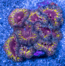 Carregar imagem no visualizador da galeria, Blastomussa wellsi “Black Iron Man”