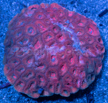 Carregar imagem no visualizador da galeria, Favia spec. “Cotton Candy Galaxy”