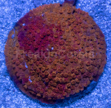 Carregar imagem no visualizador da galeria, Cyphastrea sp. “Natural Graft Emberstone”