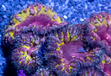 Carregar imagem no visualizador da galeria, Blastomussa wellsi “Black Iron Man”