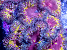 Carregar imagem no visualizador da galeria, Blastomussa wellsi “Black Iron Man”