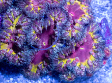 Carregar imagem no visualizador da galeria, Blastomussa wellsi “Black Iron Man”