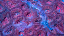 Carregar imagem no visualizador da galeria, Favia spec. “Cotton Candy Galaxy”