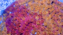 Carregar imagem no visualizador da galeria, Cyphastrea sp. “Natural Graft Emberstone”