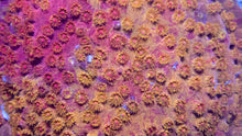 Carregar imagem no visualizador da galeria, Cyphastrea sp. “Natural Graft Emberstone”