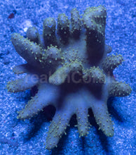 Load image into Gallery viewer, Lobophyton sp. “Emerald Finger Leather”