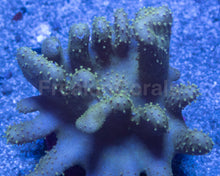 Load image into Gallery viewer, Lobophyton sp. “Emerald Finger Leather”