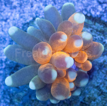 Carregar imagem no visualizador da galeria, Euphyllia glabrescens “Golden Tiger Torch”