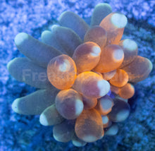 Carregar imagem no visualizador da galeria, Euphyllia glabrescens “Golden Tiger Torch”