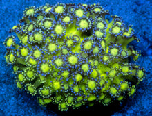 Carregar imagem no visualizador da galeria, Goniopora sp. “Neon Glitter Bomb”