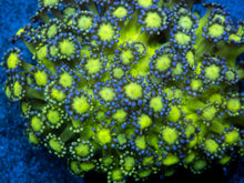 Carregar imagem no visualizador da galeria, Goniopora sp. “Neon Glitter Bomb”