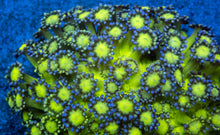 Carregar imagem no visualizador da galeria, Goniopora sp. “Neon Glitter Bomb”