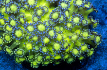 Carregar imagem no visualizador da galeria, Goniopora sp. “Neon Glitter Bomb”