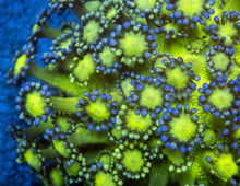 Carregar imagem no visualizador da galeria, Goniopora sp. “Neon Glitter Bomb”