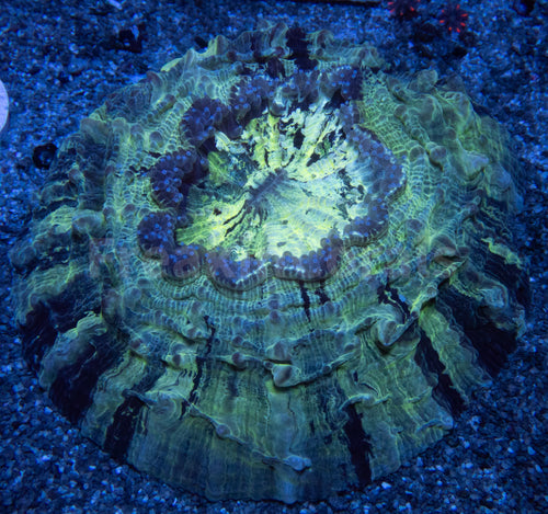 Neon Aurora Acanthophyllia