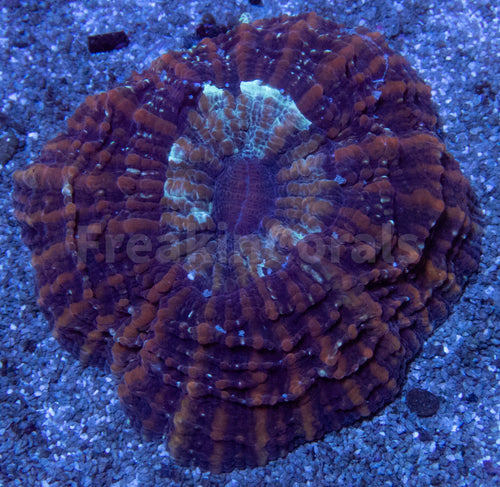 Dusky Twilight Acanthophyllia