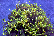 Load image into Gallery viewer, Euphyllia glabrescens “Dragon Soul” – Grade B (Cut to Order)