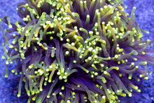 Load image into Gallery viewer, Euphyllia glabrescens “Dragon Soul” – Grade B (Cut to Order)