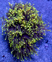 Load image into Gallery viewer, Euphyllia glabrescens “Dragon Soul” – Grade B (Cut to Order)