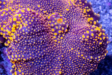 Load image into Gallery viewer, Ricordea yuma “Solar Nebula”