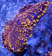 Load image into Gallery viewer, Ricordea yuma “Solar Nebula”