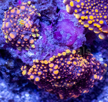 Load image into Gallery viewer, Ricordea yuma “Solar Nebula”