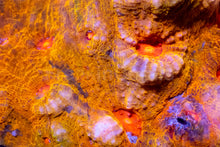 Load image into Gallery viewer, Echinophyllia sp. “KTAR Orenji”