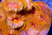 Load image into Gallery viewer, Echinophyllia sp. “KTAR Orenji”