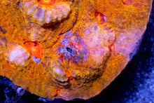 Load image into Gallery viewer, Echinophyllia sp. “KTAR Orenji”