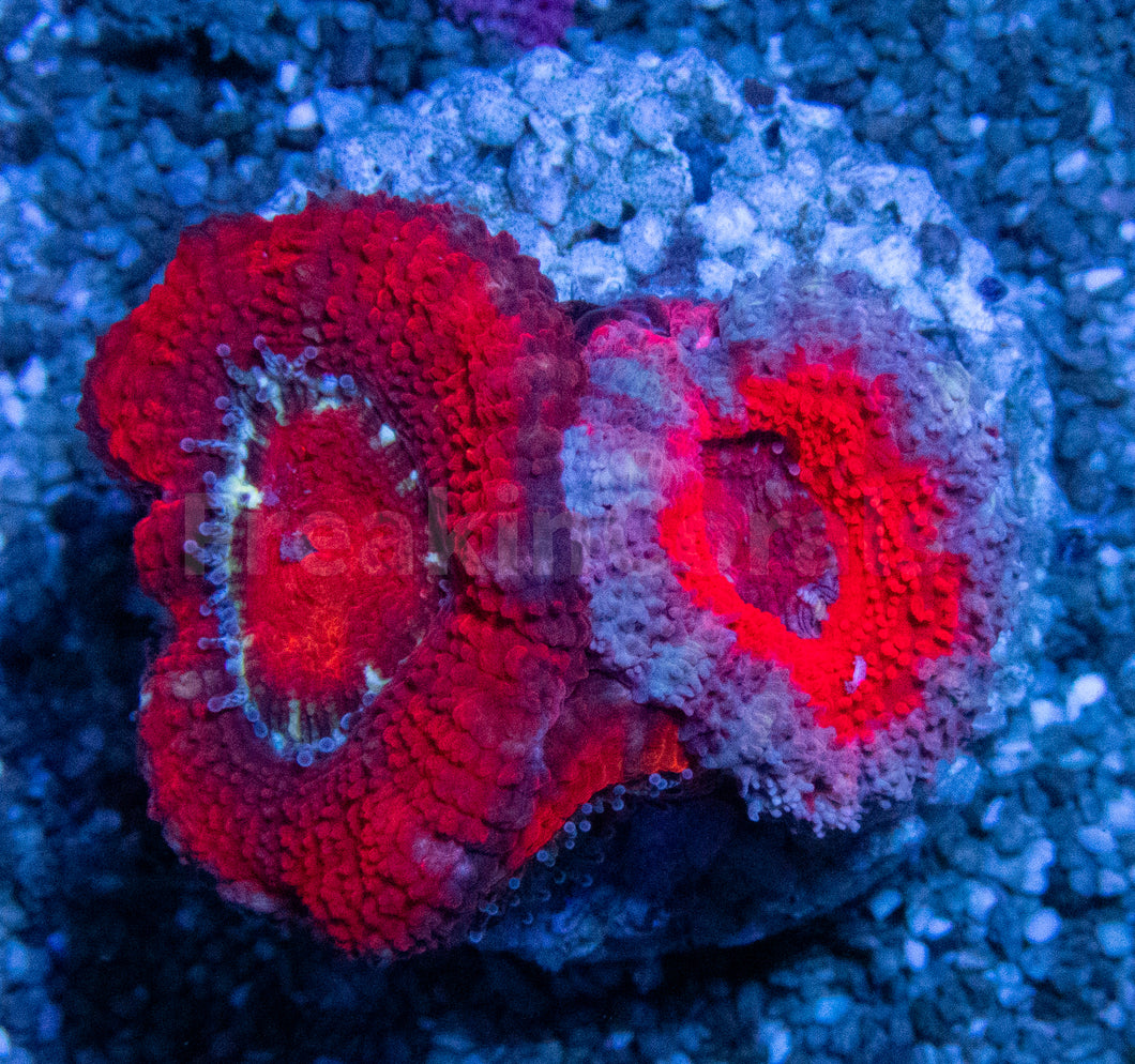 Crimson Ember Acan Lord