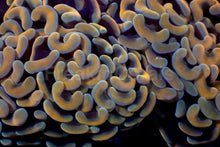 Load image into Gallery viewer, Parancora (Euphyllia) sp. “Solar Ember” - freakincorals.com