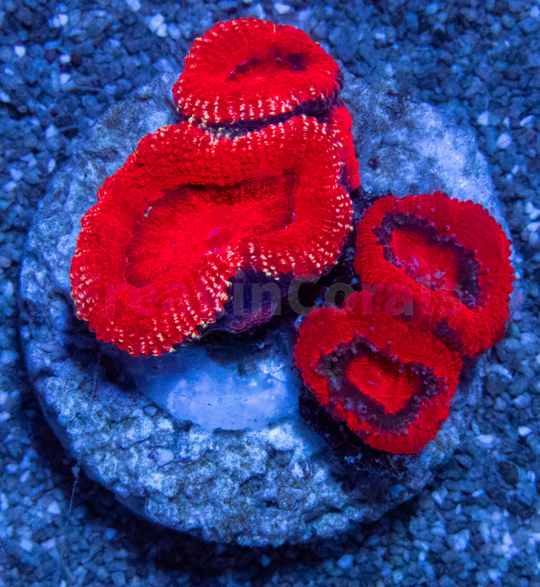 Crimson Ember Acan Lord