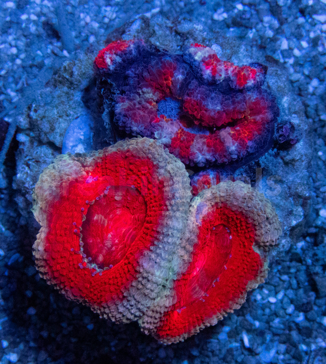 Crimson Ember Acan Lord