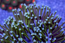Carregar imagem no visualizador da galeria, Sarcophyton sp. “Emerald Canopy”