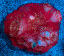 Load image into Gallery viewer, Austrolomussa sp. “Crimson Lash”