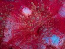 Load image into Gallery viewer, Austrolomussa sp. “Crimson Lash”
