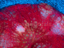 Load image into Gallery viewer, Austrolomussa sp. “Crimson Lash”